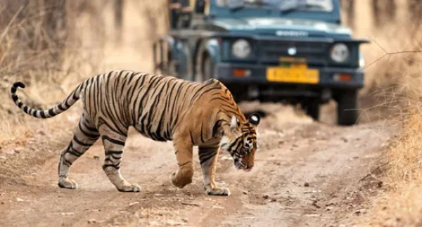 Jim Corbett Safari Tour