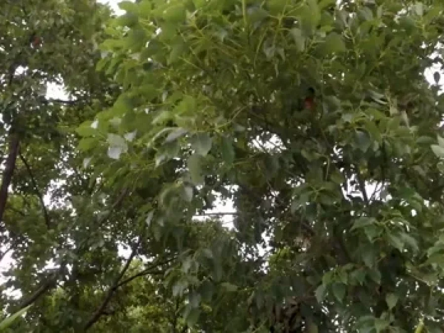 Winds of Uttarakhand